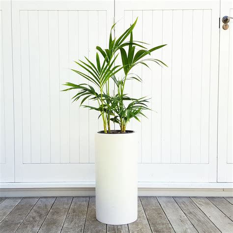 What Plant Is White