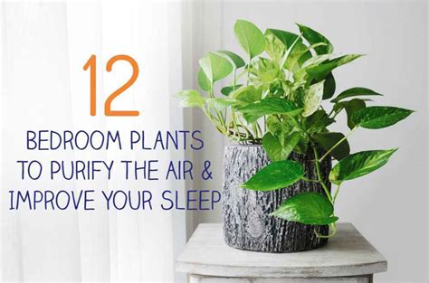 What Plants Are Good In Bedroom