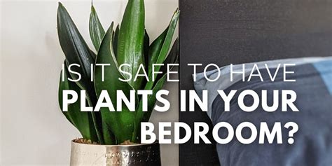 What Plants Are Safe To Have In A Bedroom