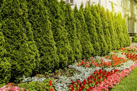 What Plants Create Privacy