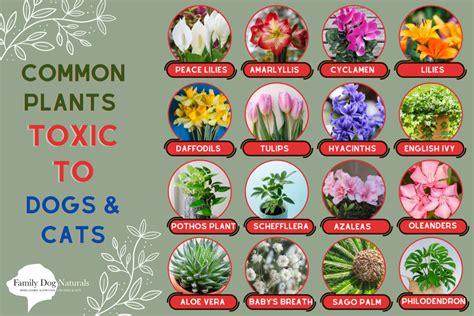 What Plants Do Animals Hate
