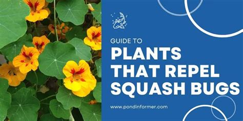What Plants Do Squash Bugs Hate