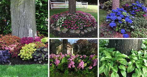 What Plants Grow Well Under Apple Trees