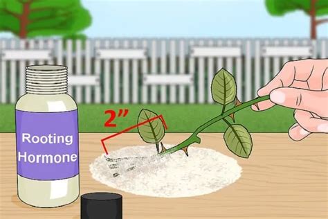 What Plants Need Rooting Hormone