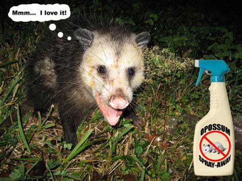 what plants repel opossums