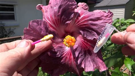 What Pollinates Hibiscus