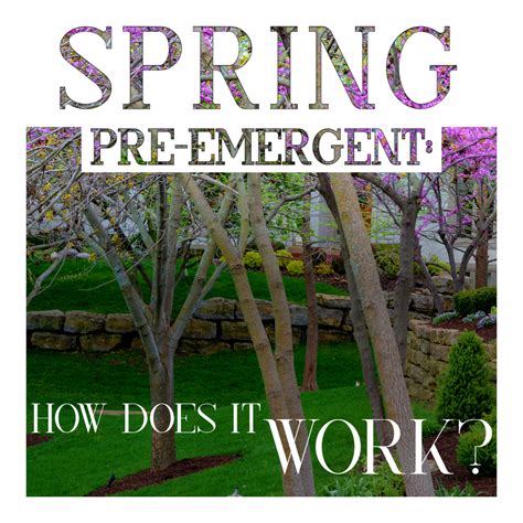 Why is a Spring PreEmergent So Important? — Hall Stewart Lawn
