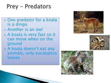 What Predators Does Australia Have
