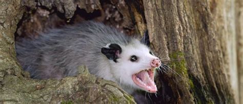 what preys on opossum