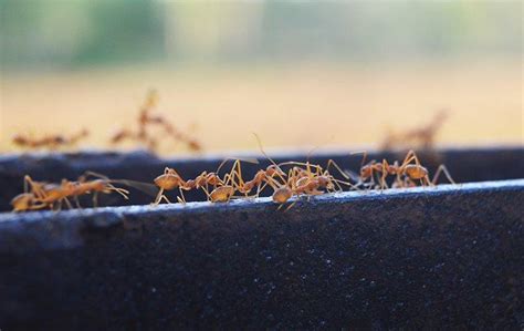 what problems do fire ants cause