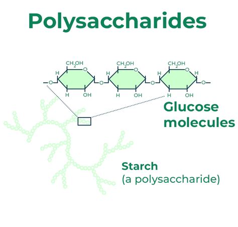 What Process Is Used To Make Polysaccharides