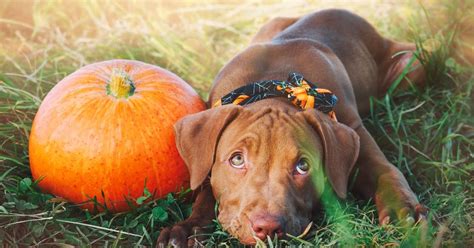 What Pumpkin Does For Dogs