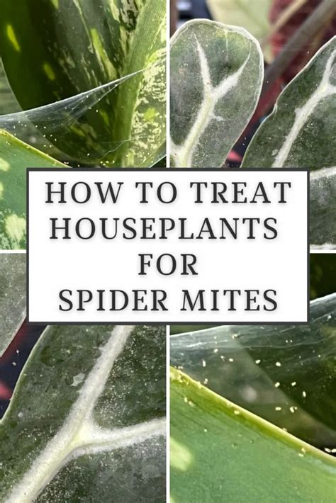 What Repels Spider Mites