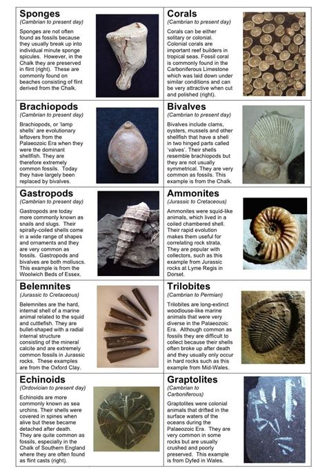 What Rocks Can Fossils Be Found In