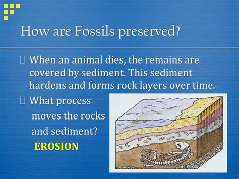 What Rocks Hold Fossils