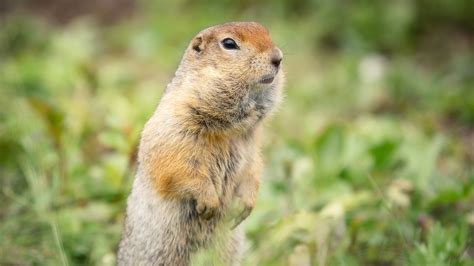 What Rodent Is A Gopher