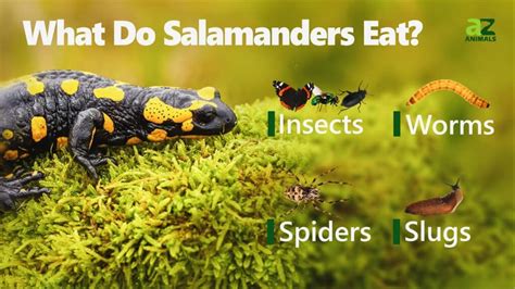 What Salamanders Eat