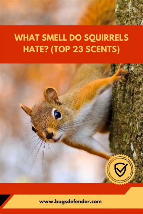 6 Things What Scents Do Squirrels Hate: Pest Control Must-Knows