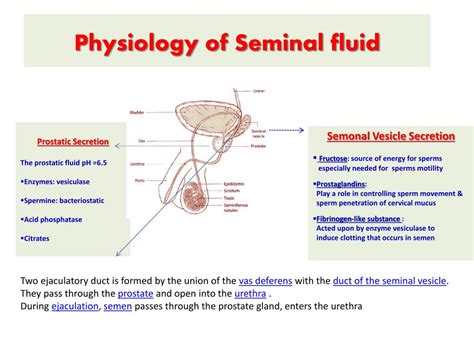 what secretes seminal fluid