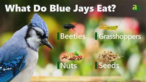 what seeds do blue jays eat