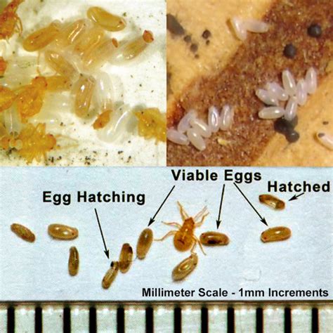 What Shape Are Bed Bug Eggs