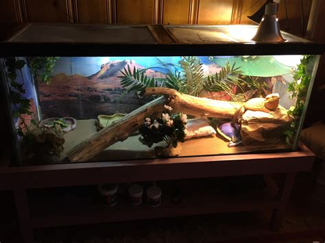 what should be in a bearded dragon tank