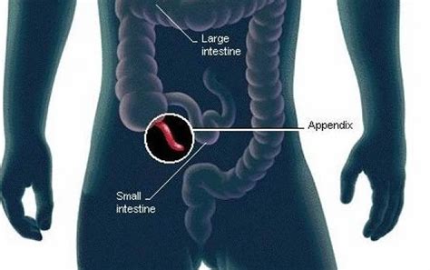 what side is your appendix on in the body