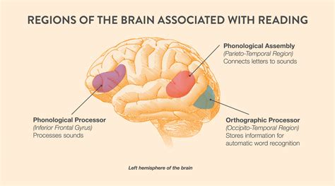 What Side Of The Brain Is Reading And Writing