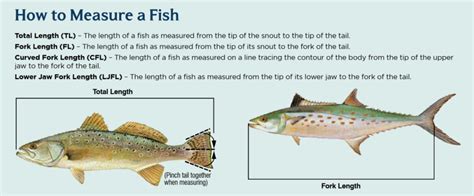 what size braid for murray cod
