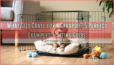 What Size Dog Crate For A Cavapoo