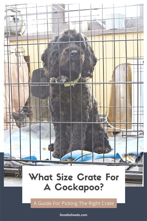 What Size Of Crate For Cockapoo