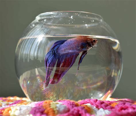 what size tank does a betta fish need