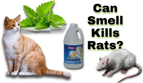 what smell kills rats instantly