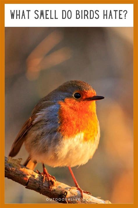 What Smells Birds Hate