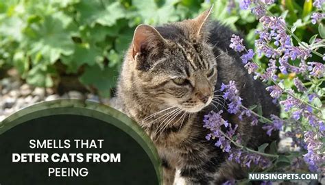 What Smells Deter Cats Peeing