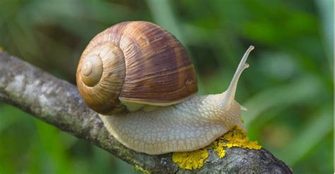 What Snails Hibernate