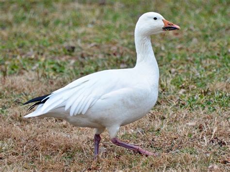 what sound does a snow goose make