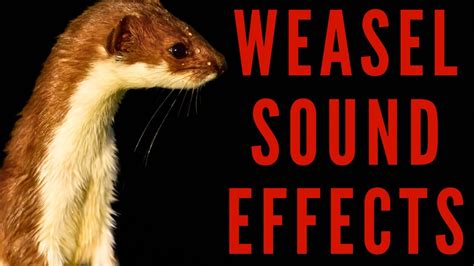 what sound does a weasel make