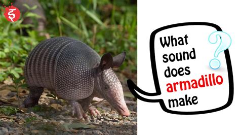 what sound does armadillo make