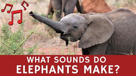 What Sound Does Elephant Make