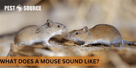 What Sound Does Mouse Make