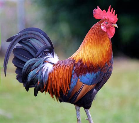 what species is a rooster