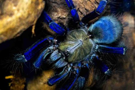 what spider is blue