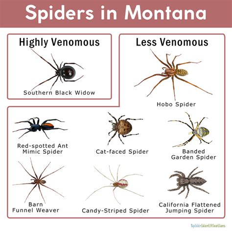What Spiders Live In Montana