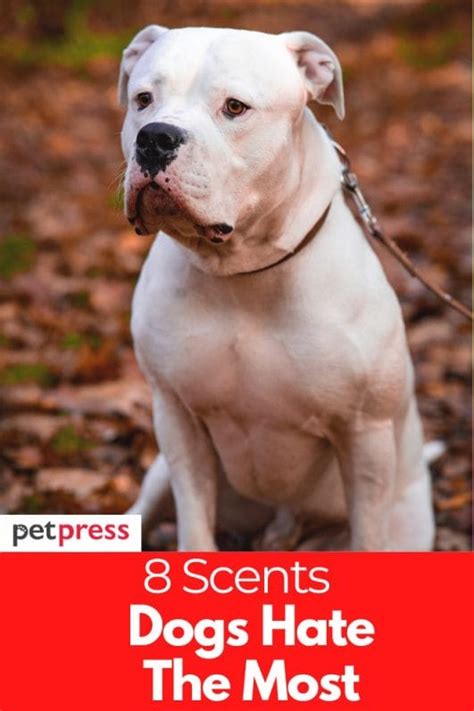 What Spray Do Dogs Hate