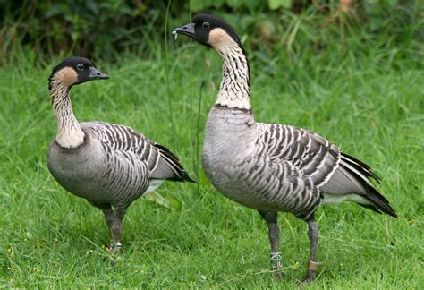 what state's official bird is the nene