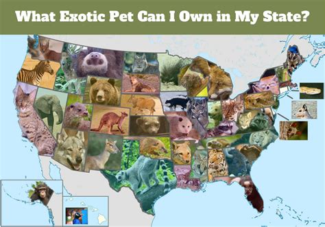what states allow exotic animals