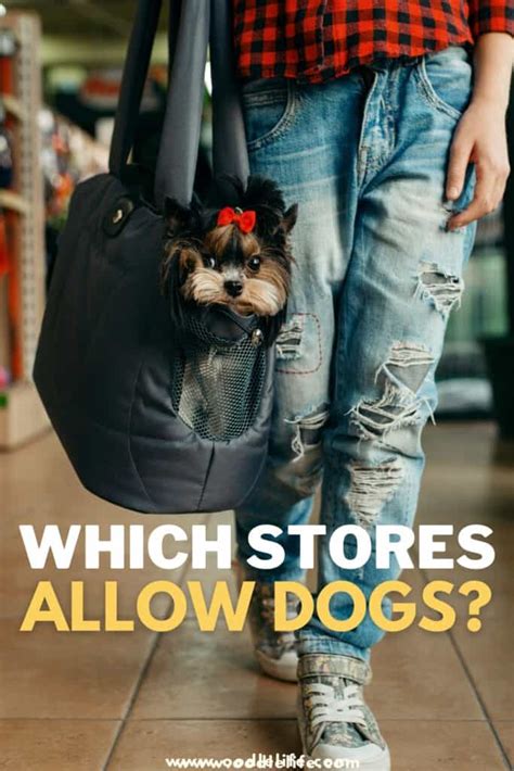 What Stores Will Allow Dogs