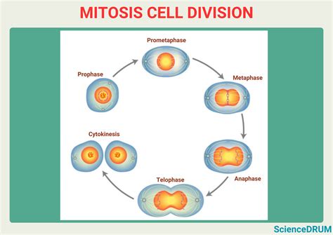 Prophase Diagrams