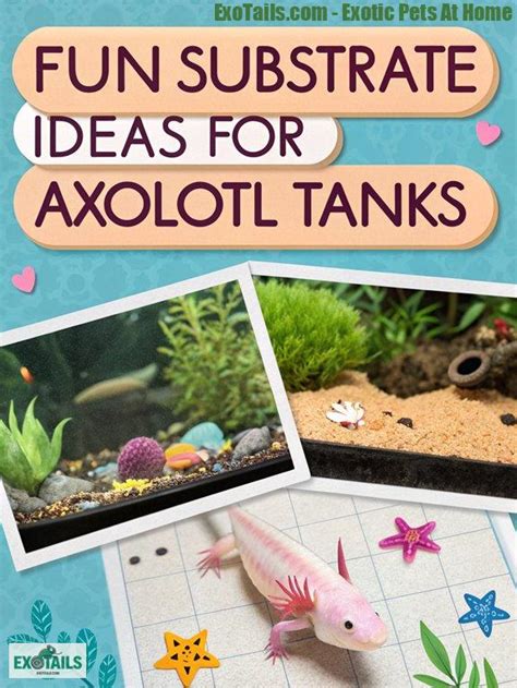 What Substrate For Axolotl